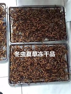 SCIENTZ-100F硅油冷冻干燥机 新芝冻干机