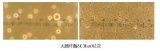 实验型高压均质机